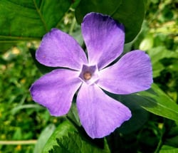 Photo 2 of Vinca spp.