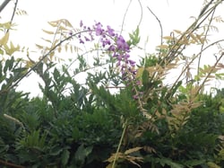 Photo 6 of Wisteria spp.