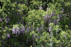 Photo 9 of Wisteria spp.