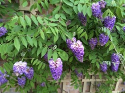 Photo 7 of Wisteria spp.