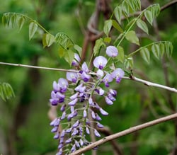 Photo 5 of Wisteria spp.