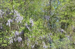 Photo 3 of Wisteria spp.