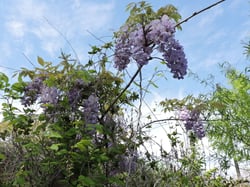 Photo 4 of Wisteria spp.