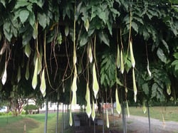 Photo 8 of Wisteria spp.