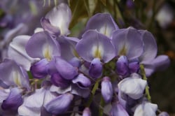 Photo 2 of Wisteria spp.