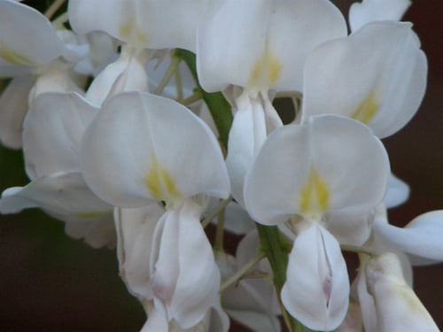 Photo 1 of Wisteria spp.