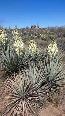 Photo 1 of Yucca spp.