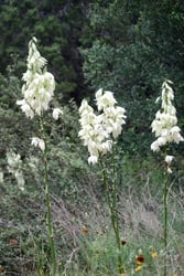 Photo 5 of Yucca spp.