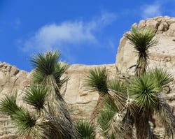 Photo 9 of Yucca spp.