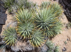 Photo 3 of Yucca spp.