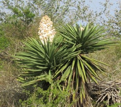 Photo 6 of Yucca spp.