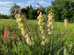 Photo 2 of Yucca spp.