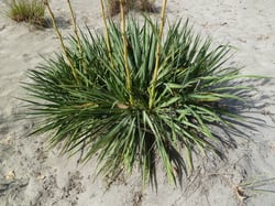 Photo 8 of Yucca spp.