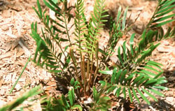 Photo 4 of Zamia integrifolia