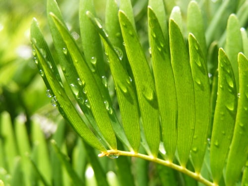 Photo 1 of Zamia integrifolia