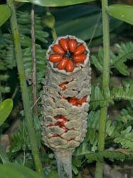 Photo 3 of Zamia integrifolia