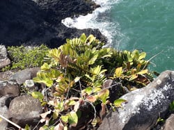 Photo 8 of Zamia spp.