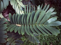 Photo 7 of Zamia spp.