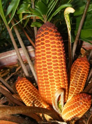 Photo 3 of Zamia spp.