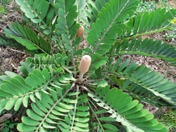 Photo 6 of Zamia spp.