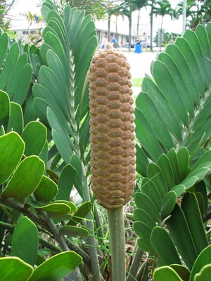 Photo 1 of Zamia spp.