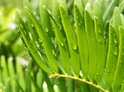 Photo 2 of Zamia spp.