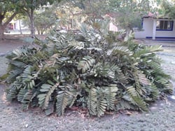 Photo 9 of Zamia spp.