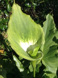 Photo 5 of Zantedeschia aethiopica