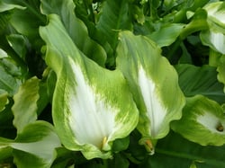 Photo 6 of Zantedeschia aethiopica