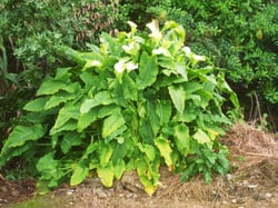 Photo 7 of Zantedeschia aethiopica