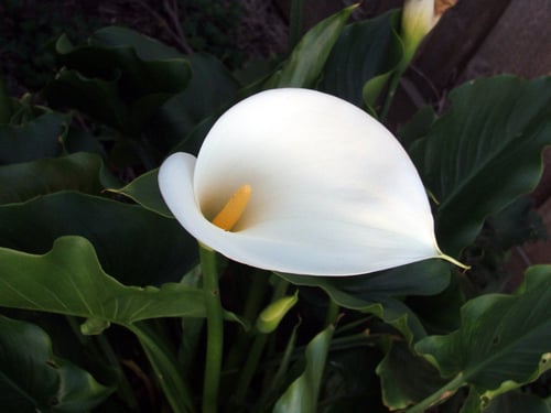 Photo 1 of Zantedeschia aethiopica