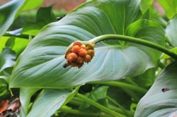 Photo 2 of Zantedeschia aethiopica