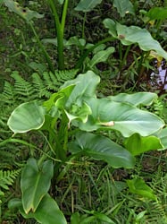 Photo 4 of Zantedeschia aethiopica