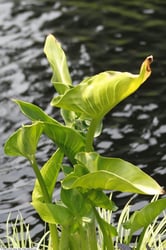 Photo 3 of Zantedeschia aethiopica