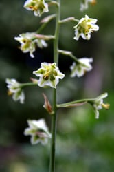 Photo 9 of Zigadenus spp.