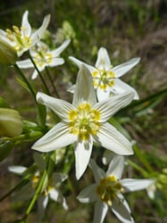 Photo 4 of Zigadenus spp.