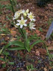 Photo 2 of Zigadenus spp.