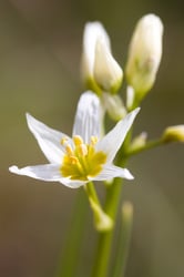 Photo 8 of Zigadenus spp.