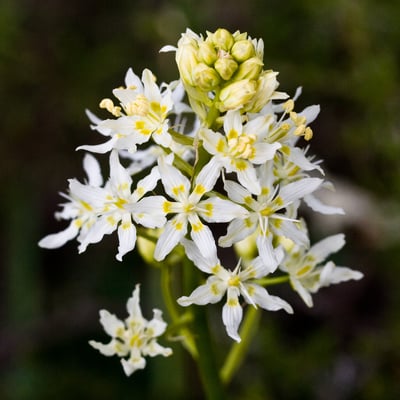 Photo 1 of Zigadenus spp.