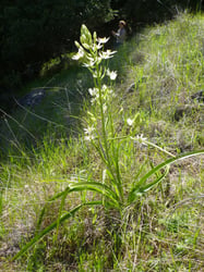 Photo 7 of Zigadenus spp.
