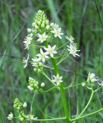 Photo 3 of Zigadenus spp.