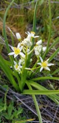 Photo 5 of Zigadenus spp.