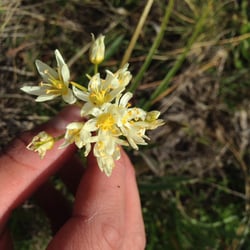 Photo 6 of Zigadenus spp.