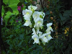 Photo 2 of Snapdragon
