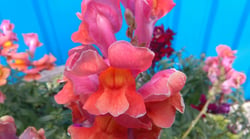 Photo 1 of Snapdragon