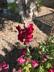Photo 3 of Snapdragon