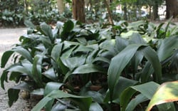 Photo 3 of Cast Iron Plant