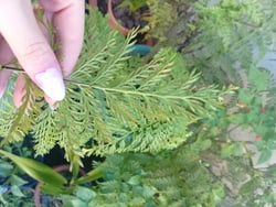 Photo 1 of Hen and Chickens Fern