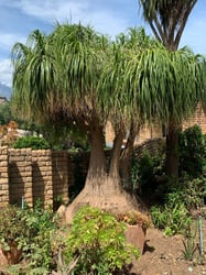 Photo 2 of Ponytail Palm