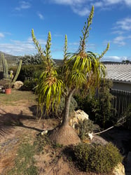 Photo 3 of Ponytail Palm